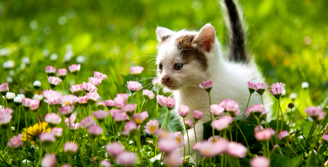 Tips to Stop Your Cat from Digging in Indoor Plants