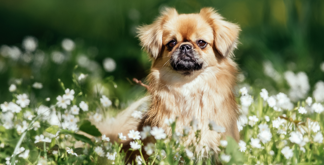 8 Signs of A Happy, Healthy Dog