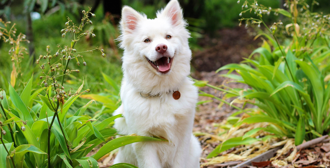 Keeping your dogs safe during heatwaves