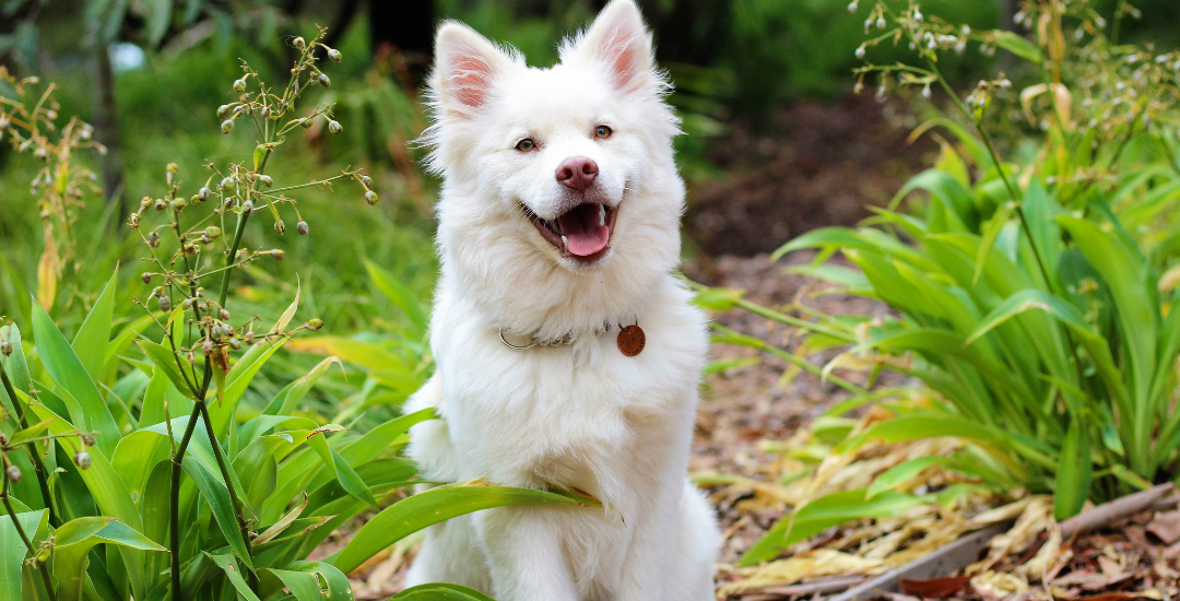 Keeping your dogs safe during heatwaves 